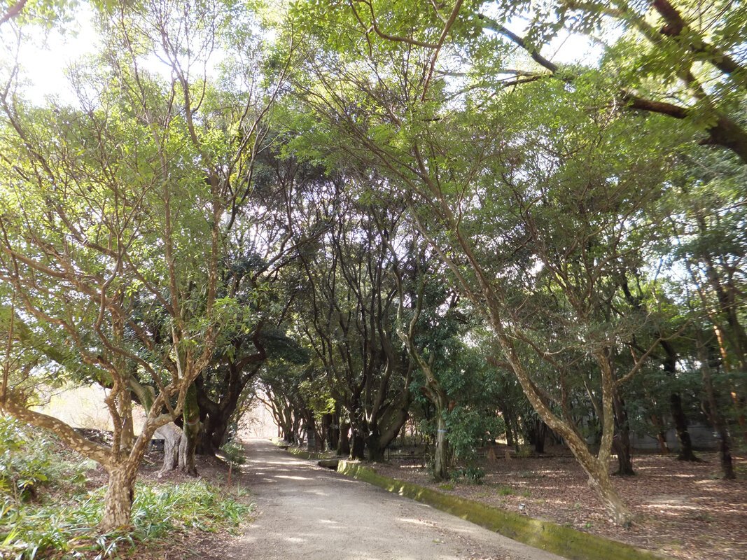 🌿 오사카 공립대학 부속 식물원 (오사카 코리츠다이가쿠 후조쿠 쇼쿠부츠엔) 이미지 5